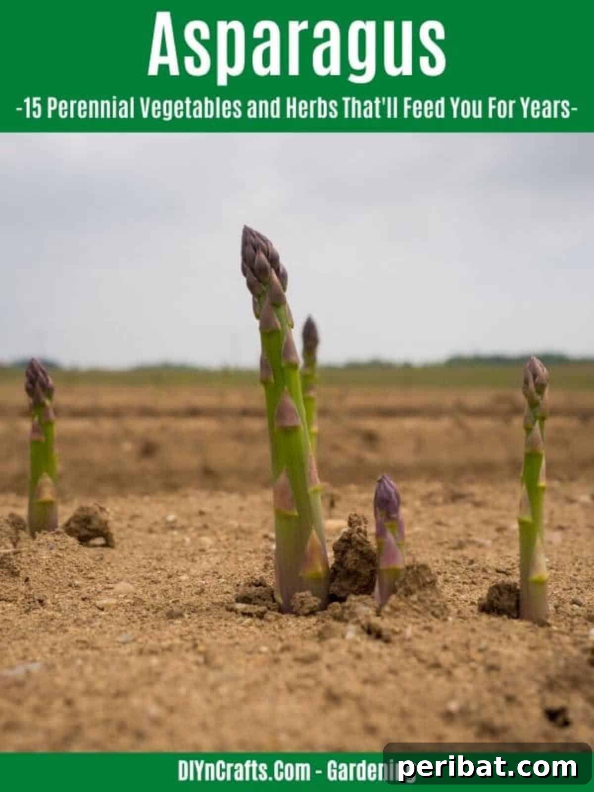 Harvest Forever: 15 Perennial Vegetables and Herbs 5 Asparagus perennial vegetable