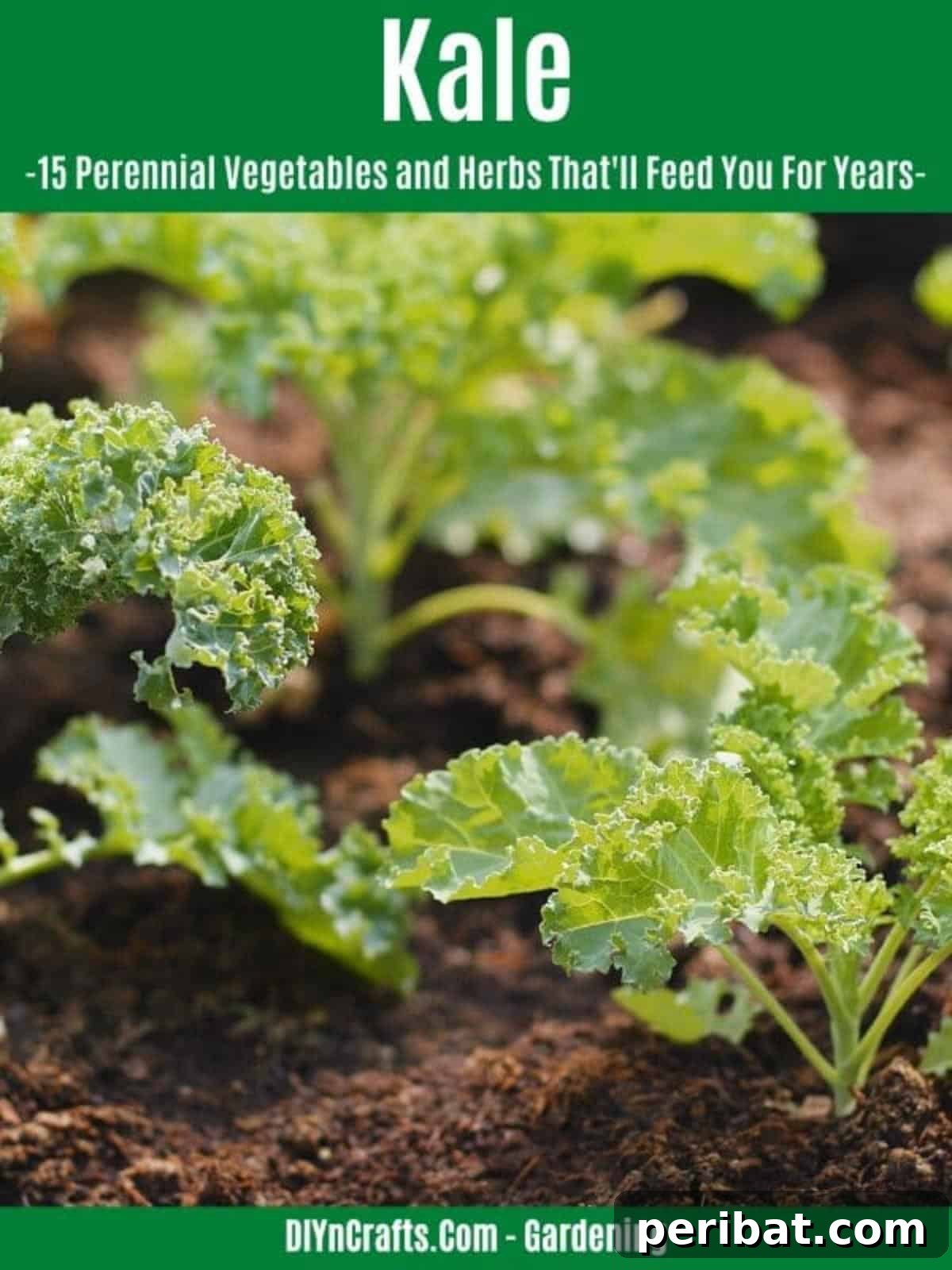 Harvest Forever: 15 Perennial Vegetables and Herbs 6 Kale perennial vegetable