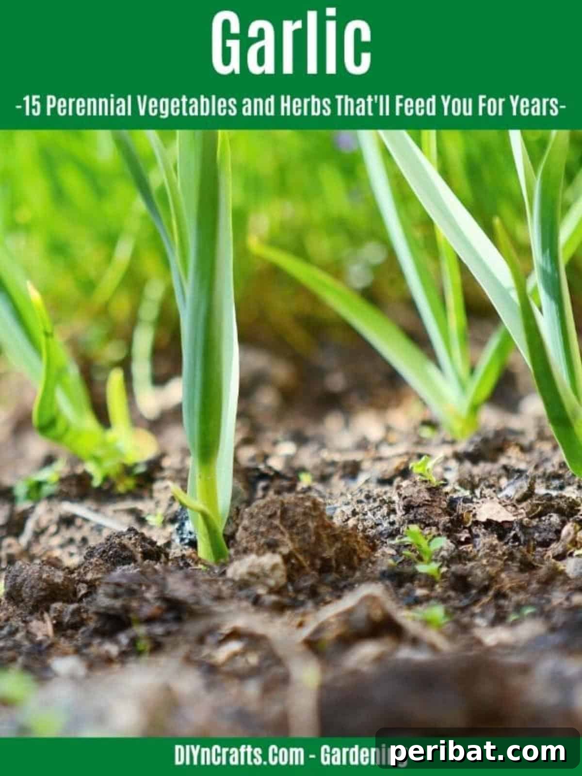 Harvest Forever: 15 Perennial Vegetables and Herbs 7 Garlic perennial vegetable