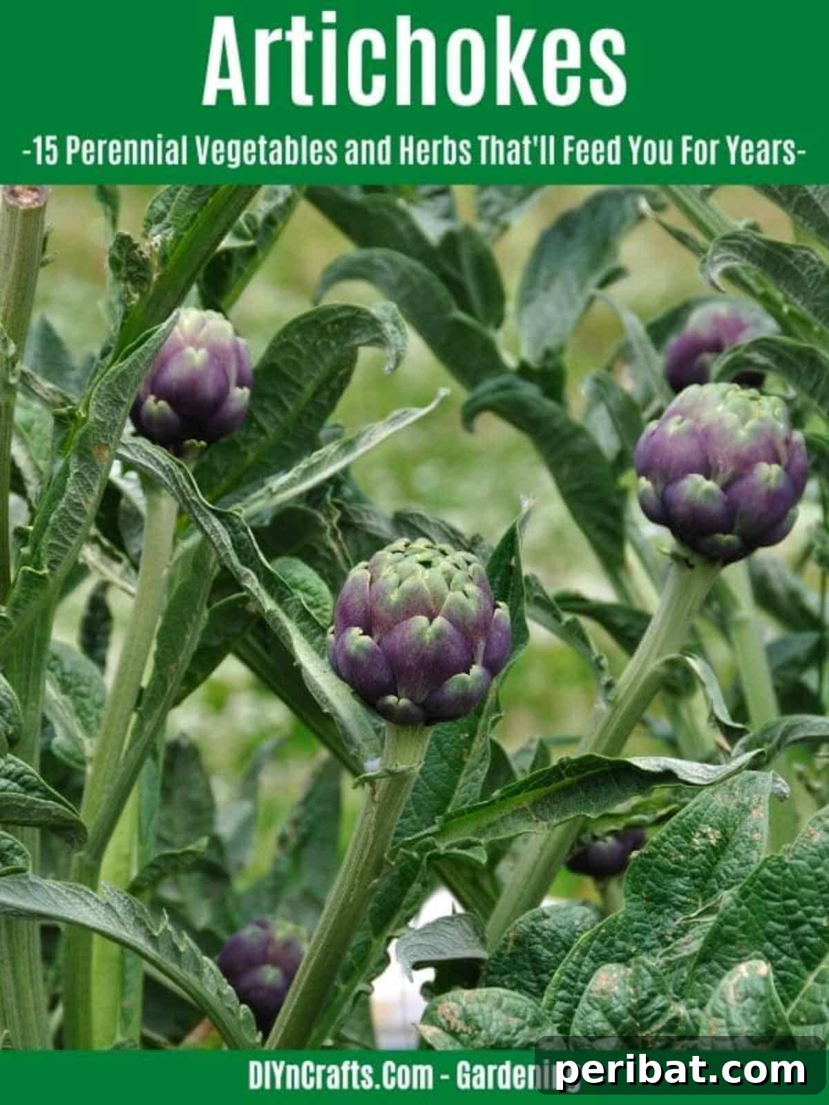 Harvest Forever: 15 Perennial Vegetables and Herbs 8 Artichokes perennial vegetable