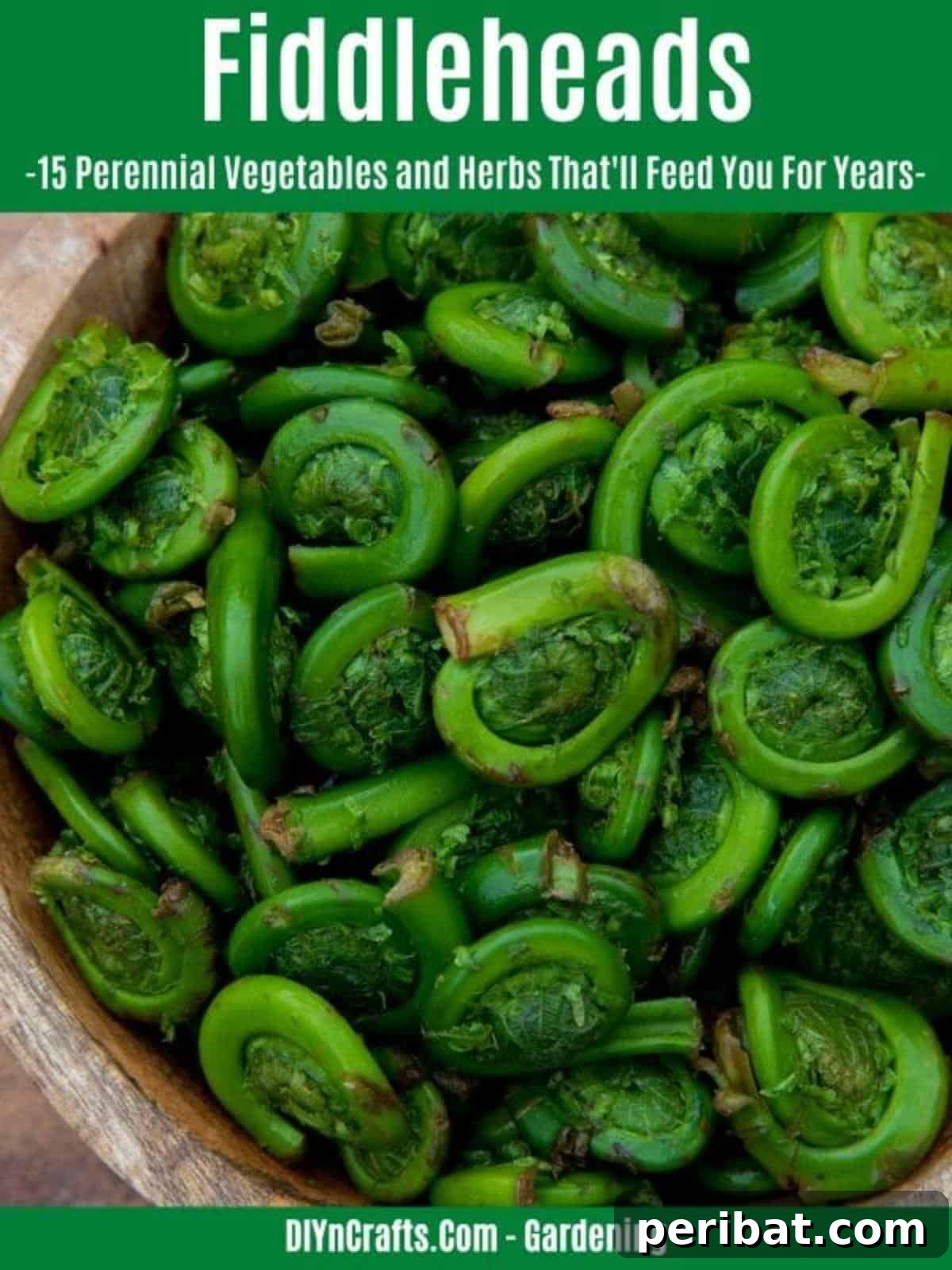 Harvest Forever: 15 Perennial Vegetables and Herbs 9 Fiddleheads perennial vegetable