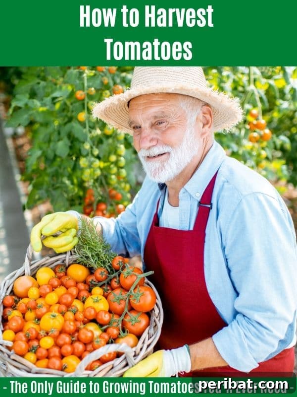 The Definitive Guide to Growing Magnificent Tomatoes 11 How to Harvest Tomatoes: