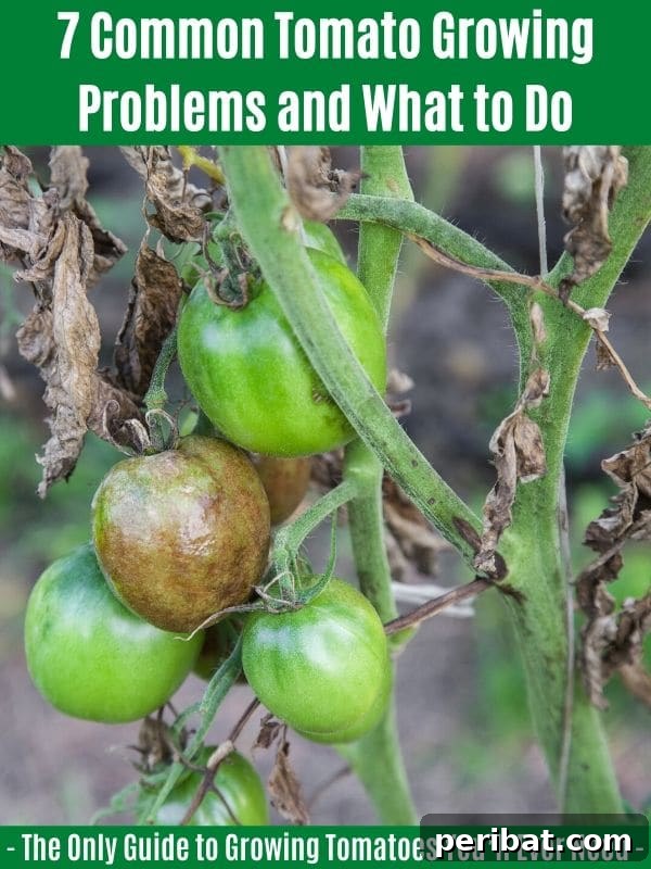 The Definitive Guide to Growing Magnificent Tomatoes 12 7 Common Tomato Growing Problems and What to Do: