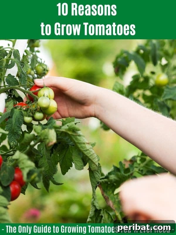 The Definitive Guide to Growing Magnificent Tomatoes 3 10 Reasons to Grow Tomatoes