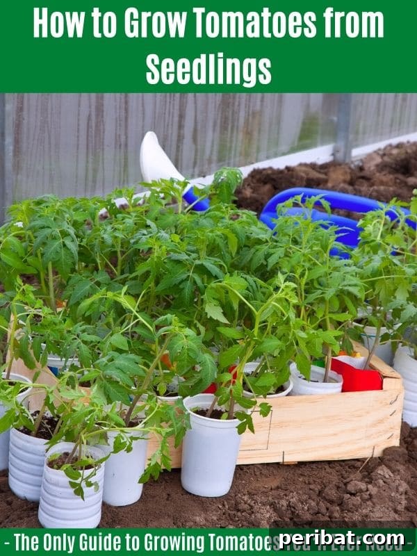 The Definitive Guide to Growing Magnificent Tomatoes 9 How to Grow Tomatoes from Seedlings: