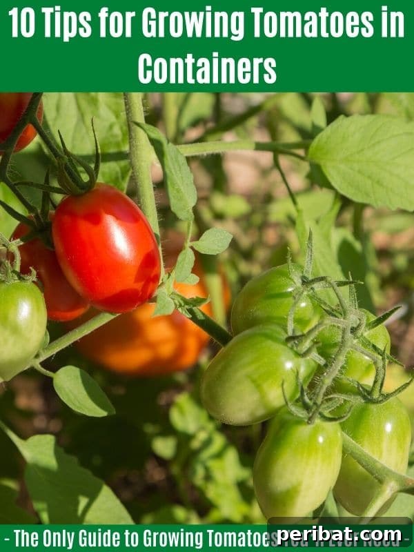 The Definitive Guide to Growing Magnificent Tomatoes 10 10 Tips for Growing Tomatoes in Containers: