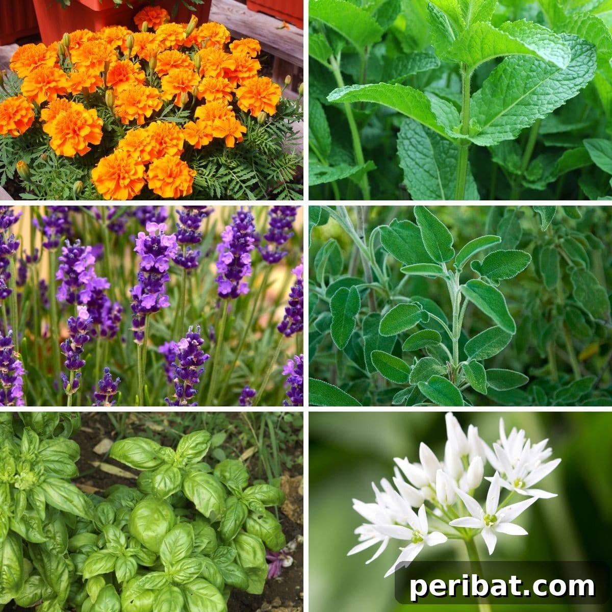 Banish Bites: 10 Plants for a Mosquito-Free Oasis 2 10 Plants Mosquitoes Hate and Repel Them Naturally