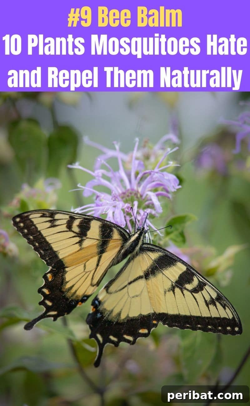 Banish Bites: 10 Plants for a Mosquito-Free Oasis 11 Bee Balm flower