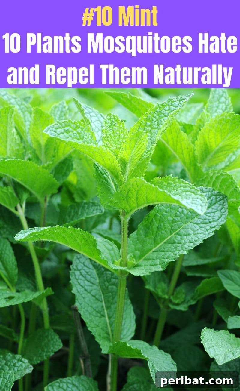 Banish Bites: 10 Plants for a Mosquito-Free Oasis 12 Mint plant