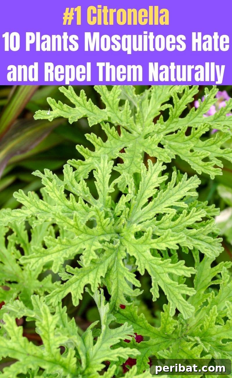 Banish Bites: 10 Plants for a Mosquito-Free Oasis 3 Citronella plant