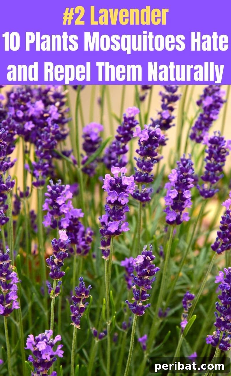 Banish Bites: 10 Plants for a Mosquito-Free Oasis 4 Lavender flower