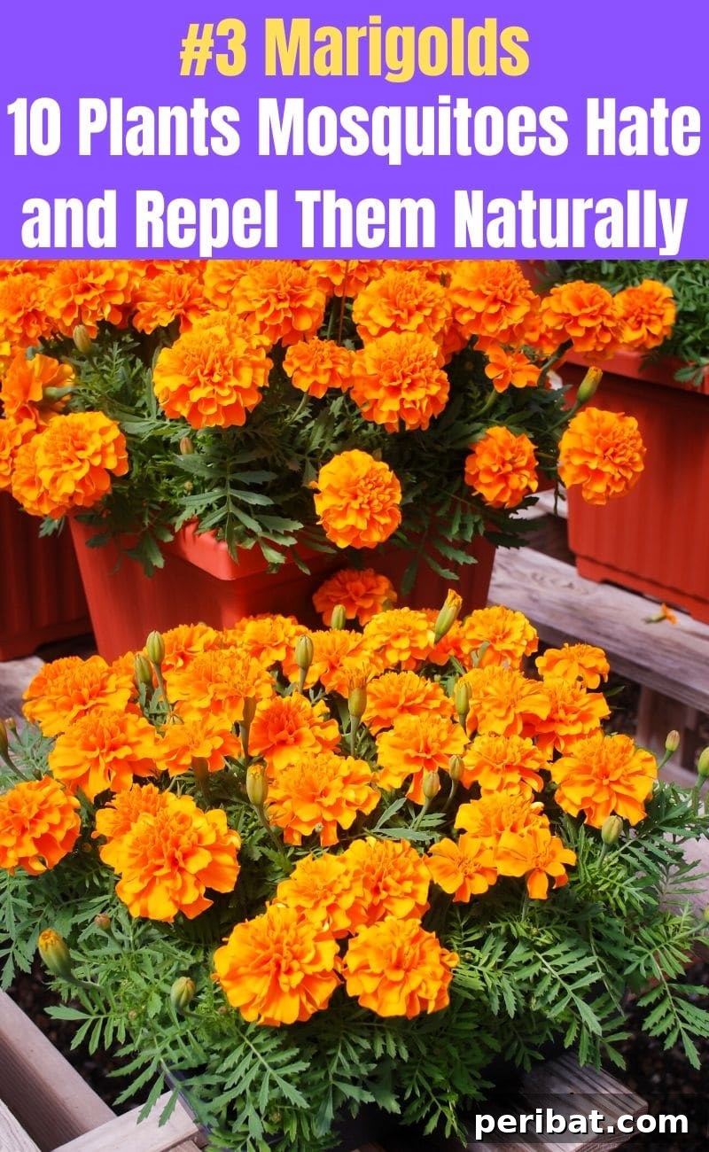 Banish Bites: 10 Plants for a Mosquito-Free Oasis 5 Marigolds flower