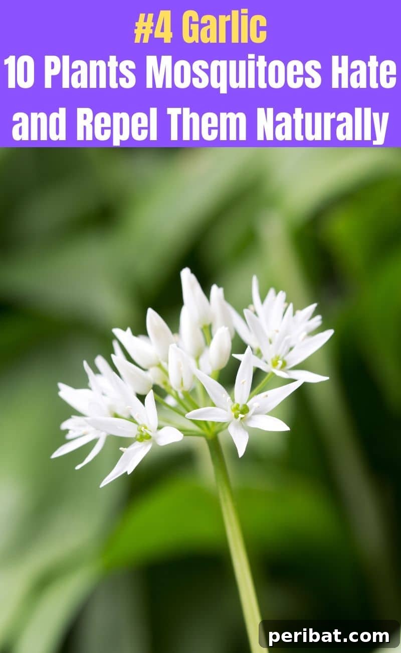 Banish Bites: 10 Plants for a Mosquito-Free Oasis 6 Garlic plant