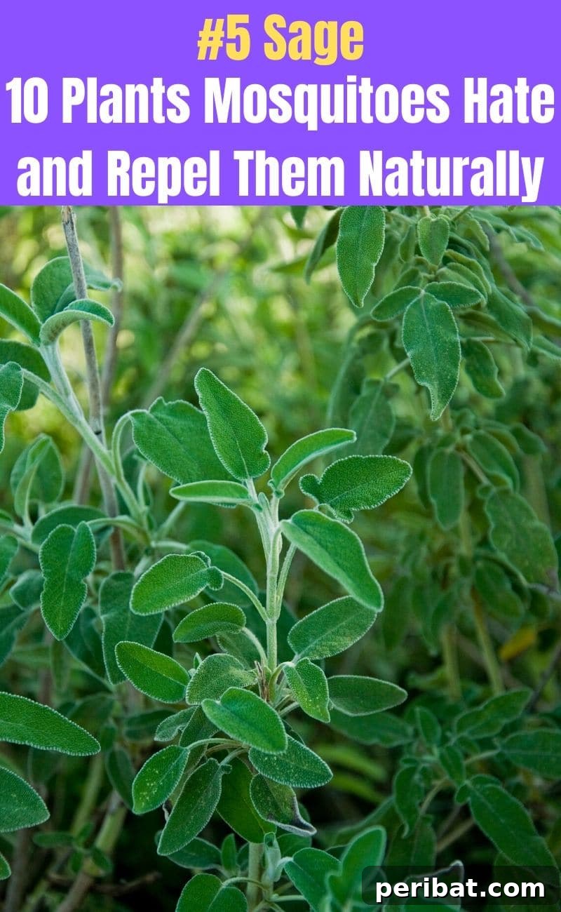 Banish Bites: 10 Plants for a Mosquito-Free Oasis 7 Sage plant