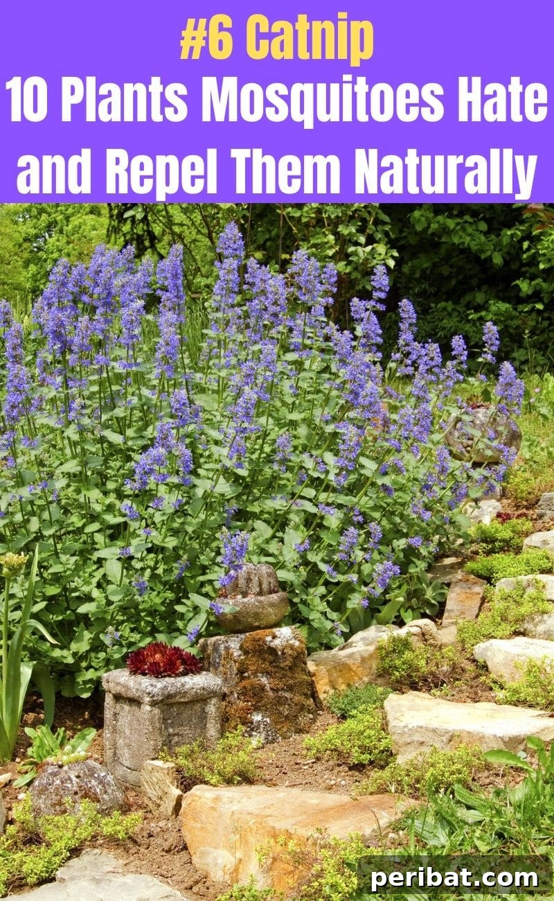 Banish Bites: 10 Plants for a Mosquito-Free Oasis 8 Catnip flower