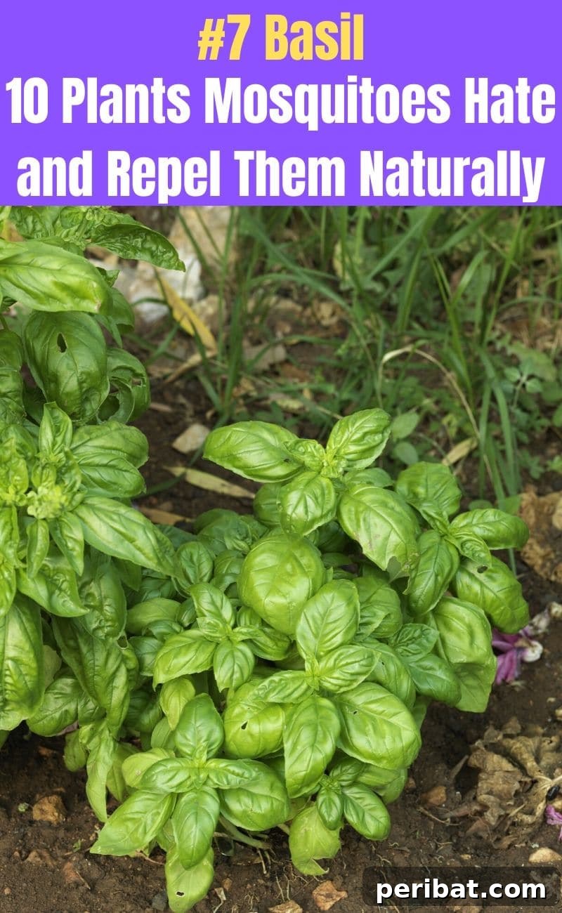Banish Bites: 10 Plants for a Mosquito-Free Oasis 9 Basil plant
