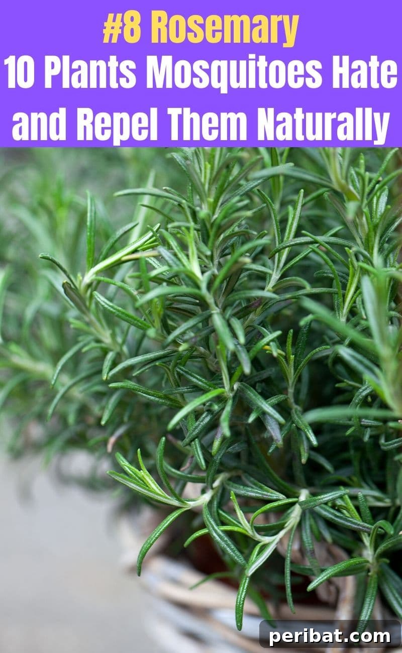 Banish Bites: 10 Plants for a Mosquito-Free Oasis 10 Rosemary plant