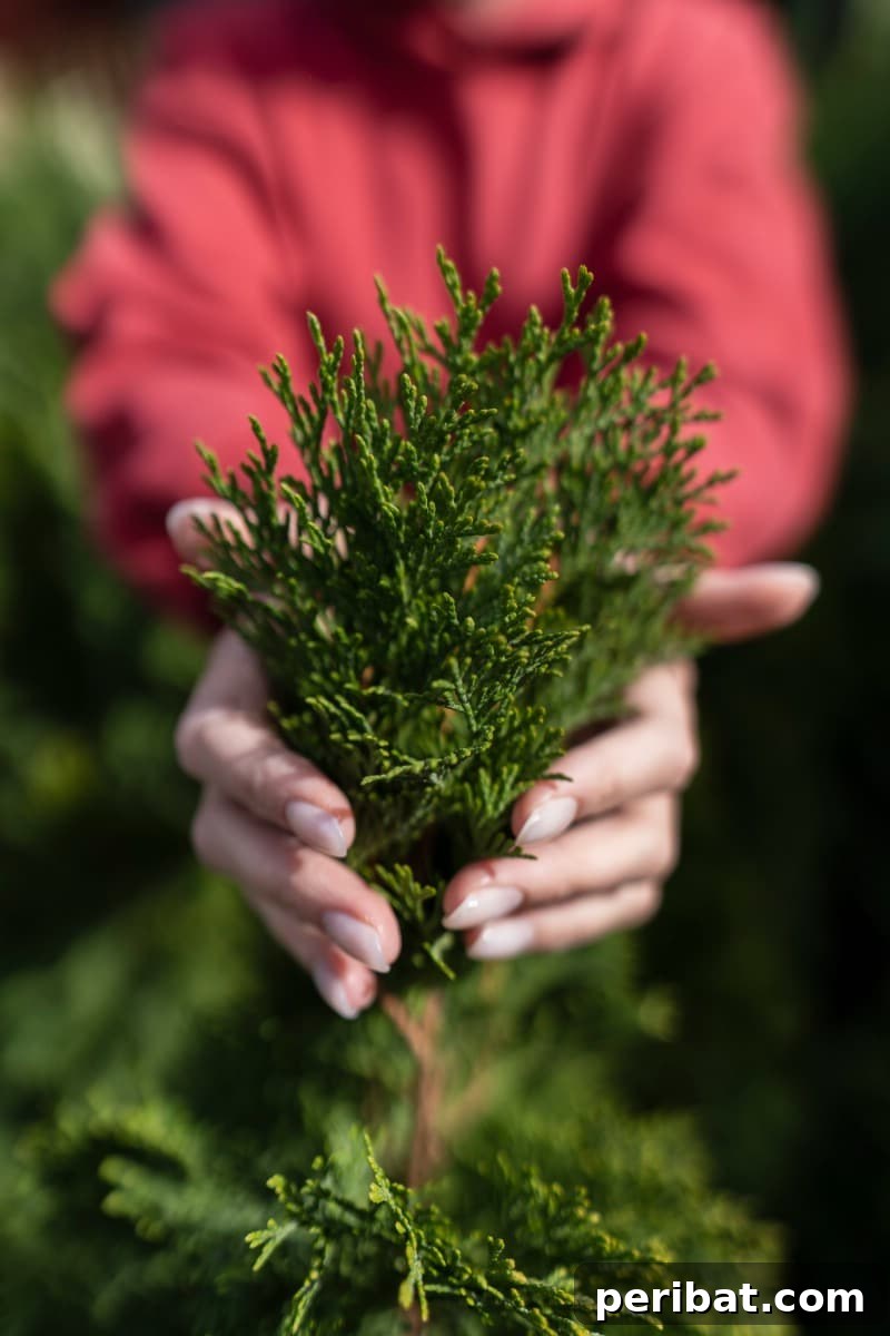 Cultivating Cash: High-Yield Crops That Pay Off 11 Tall, dense arborvitae trees forming a natural privacy screen in a garden