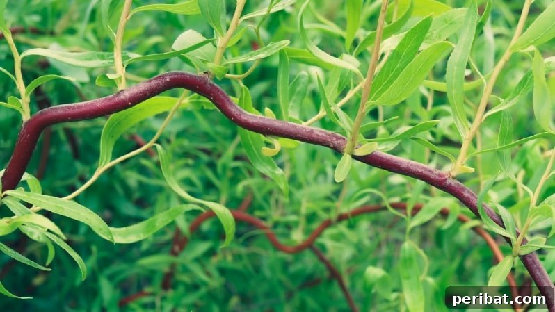 Cultivating Cash: High-Yield Crops That Pay Off 13 Elegant curly willow branches, a popular woody ornamental for floral arrangements