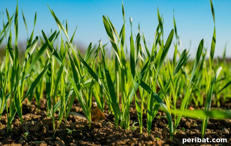Cultivating Cash: High-Yield Crops That Pay Off 14 Golden wheat field ready for harvest under a clear blue sky, symbolizing abundance