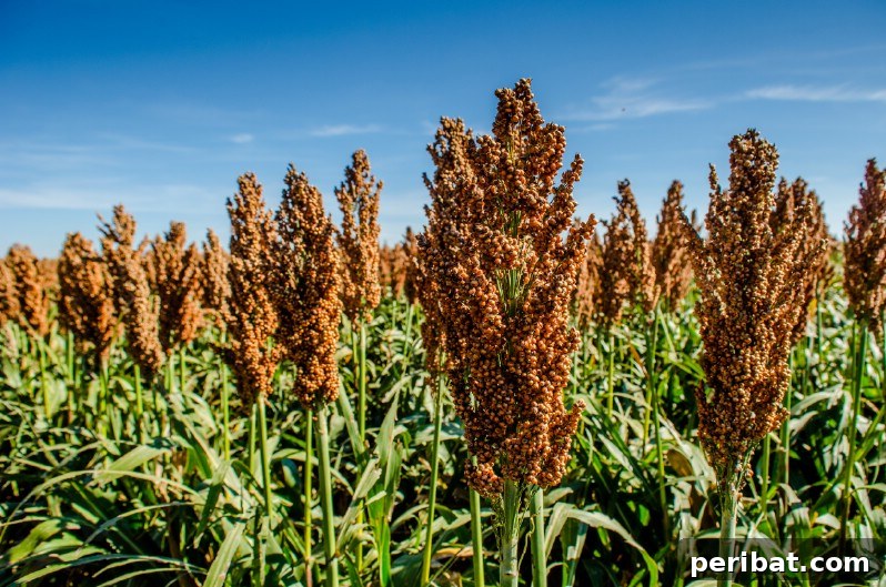 Cultivating Cash: High-Yield Crops That Pay Off 15 Sorghum plants with mature seed heads, showing their readiness for harvest