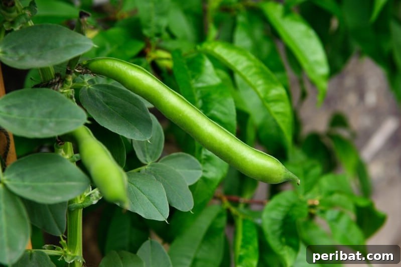 Cultivating Cash: High-Yield Crops That Pay Off 17 Healthy green bean plants laden with fresh pods, ready for picking