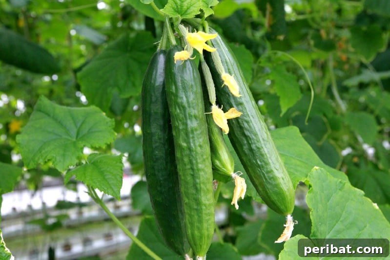 Cultivating Cash: High-Yield Crops That Pay Off 18 Vibrant green cucumbers growing on a vine in a garden, indicating healthy growth
