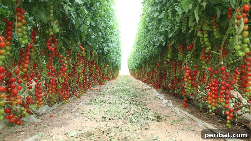 Cultivating Cash: High-Yield Crops That Pay Off 19 Clusters of ripe red cherry tomatoes on the vine, ready for picking