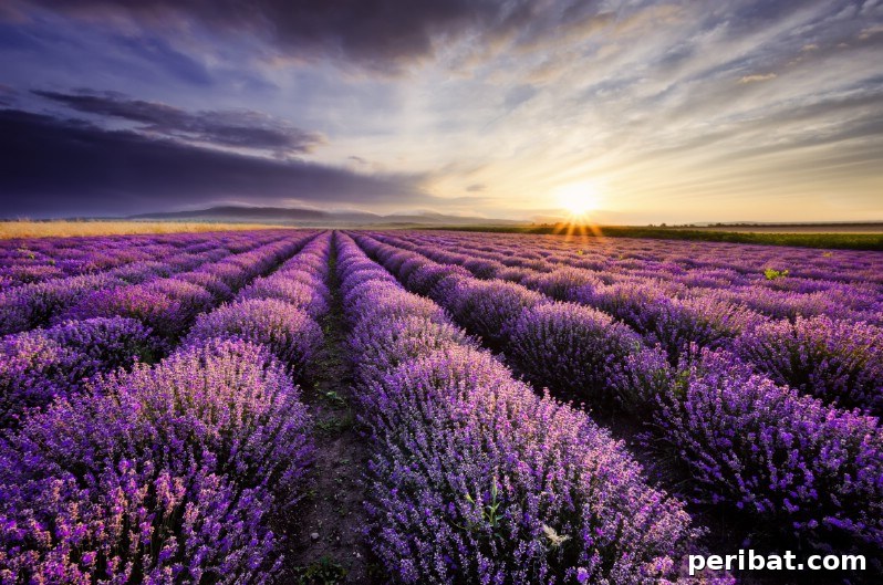 Cultivating Cash: High-Yield Crops That Pay Off 3 Close-up of vibrant lavender flowers in a field, highlighting their beauty and commercial potential