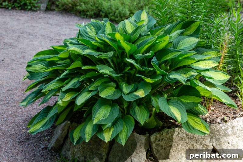 Cultivating Cash: High-Yield Crops That Pay Off 21 Lush green hosta plants with textured leaves in a shaded garden bed