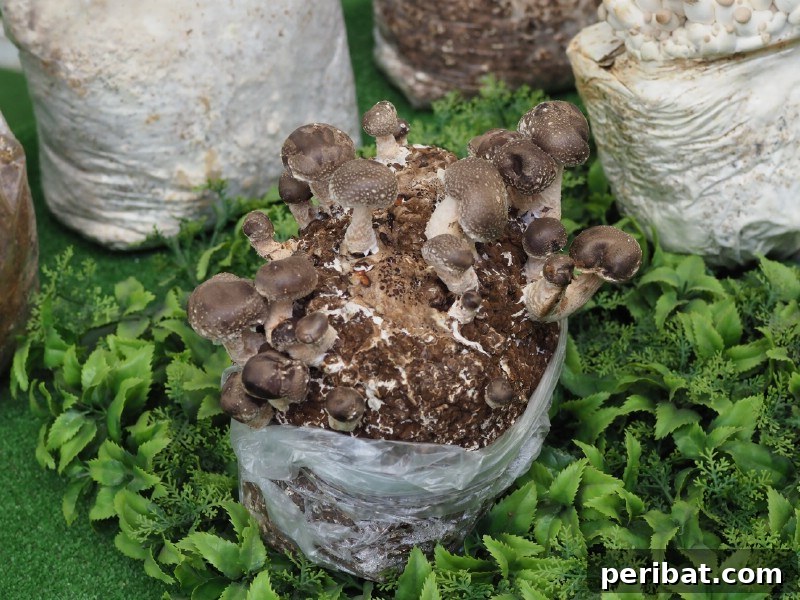 Cultivating Cash: High-Yield Crops That Pay Off 22 Fresh shiitake mushrooms growing on a log, ready for harvest