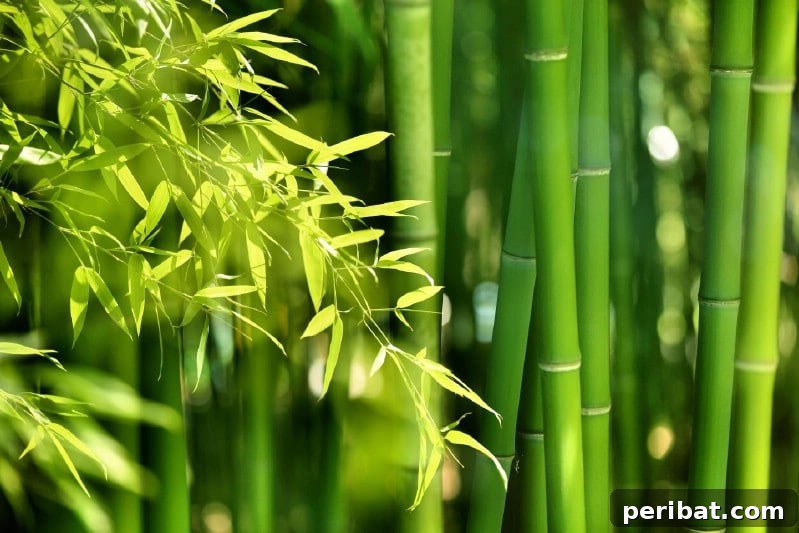 Cultivating Cash: High-Yield Crops That Pay Off 23 Dense bamboo grove with tall, green stalks, illustrating its rapid growth
