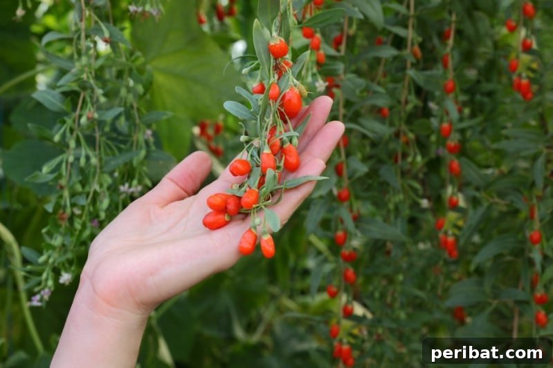 Cultivating Cash: High-Yield Crops That Pay Off 24 Bright red goji berries on a leafy branch, highlighting their superfood status