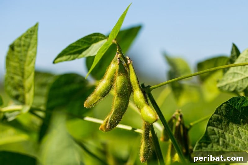 Cultivating Cash: High-Yield Crops That Pay Off 26 Soybean plants with mature pods in a field, ready for agricultural harvest