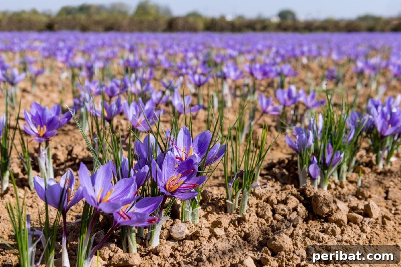 Cultivating Cash: High-Yield Crops That Pay Off 27 Delicate red saffron threads extracted from purple crocus flowers