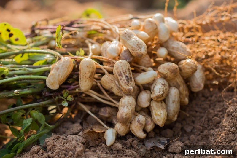 Cultivating Cash: High-Yield Crops That Pay Off 29 Freshly dug peanut plants with clusters of raw peanuts attached to the roots