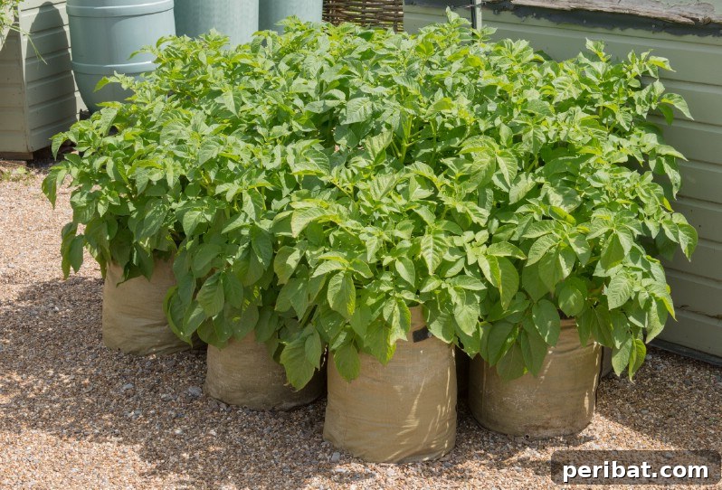 Cultivating Cash: High-Yield Crops That Pay Off 30 Variety of freshly harvested colorful potatoes, showcasing their culinary appeal