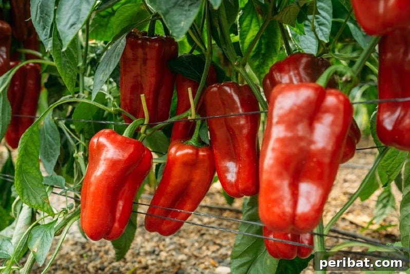 Cultivating Cash: High-Yield Crops That Pay Off 31 Colorful assortment of bell peppers and chili peppers, freshly harvested