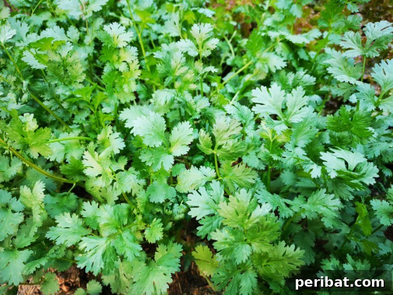 Cultivating Cash: High-Yield Crops That Pay Off 5 Vibrant green cilantro leaves in a bunch, ready for culinary use