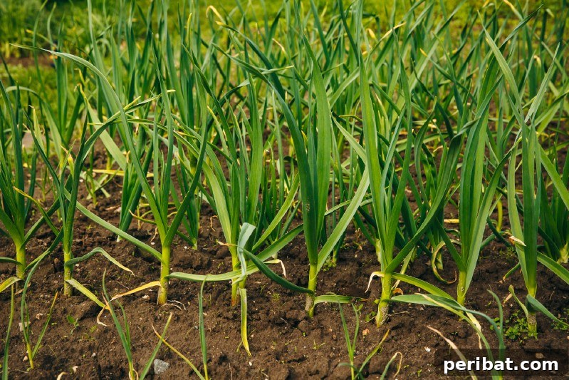 Cultivating Cash: High-Yield Crops That Pay Off 7 Freshly harvested garlic bulbs with roots and dirt, illustrating a bountiful yield