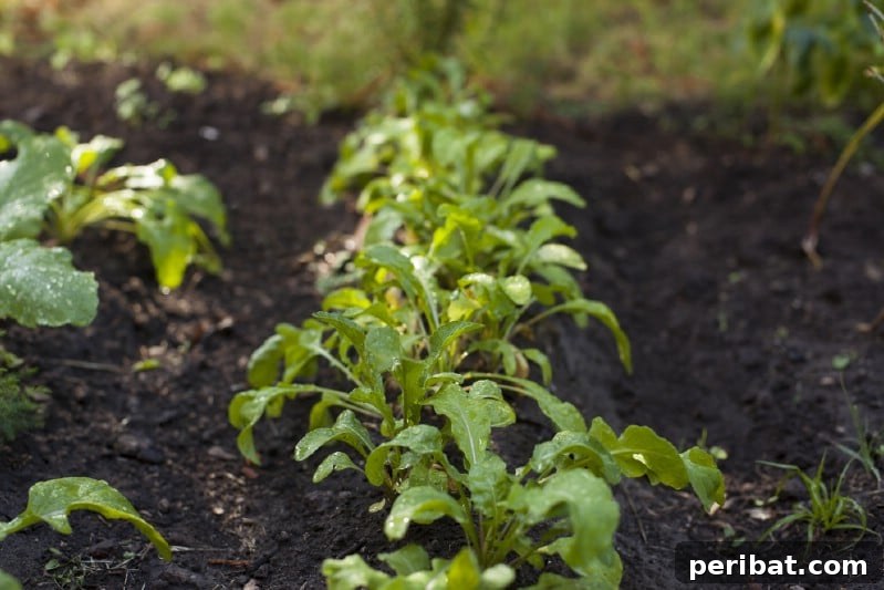 Cultivating Cash: High-Yield Crops That Pay Off 8 Fresh green arugula leaves in a wooden bowl, ready for a salad