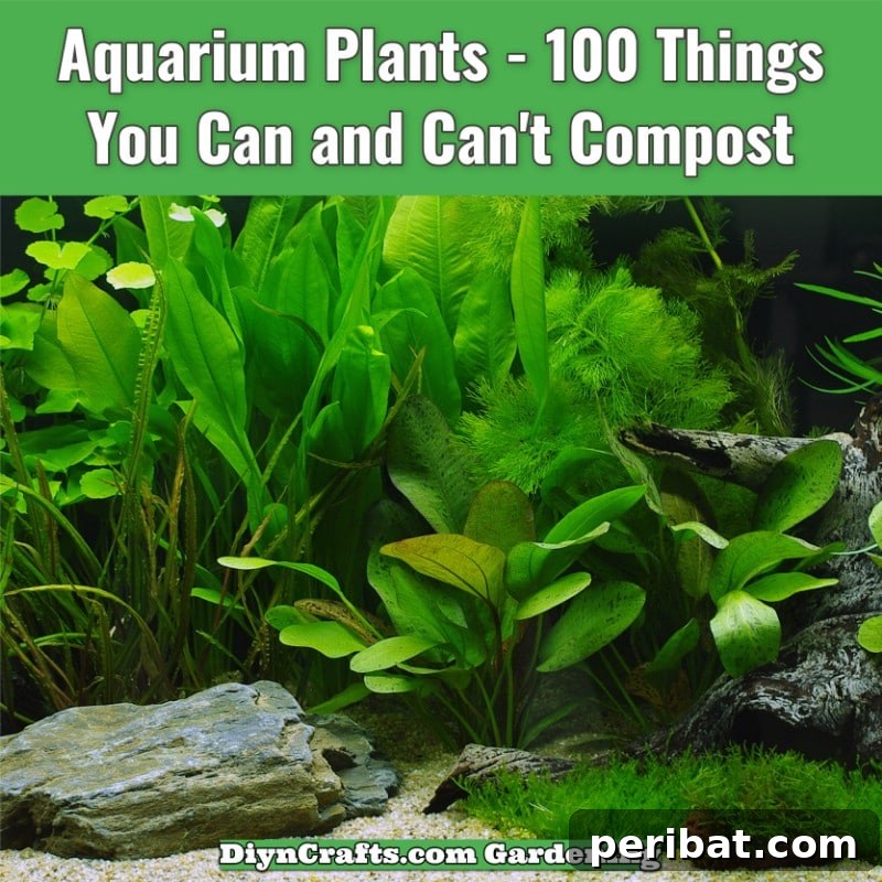 Aquarium plants
