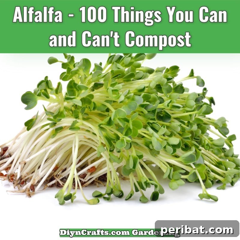 Alfalfa