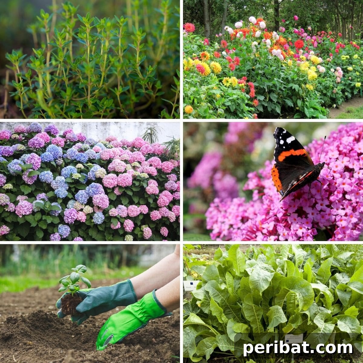 Grow Your Garden for Free: 20 Easy Plants to Start from Cuttings 2 Gardener preparing plant cuttings for propagation.