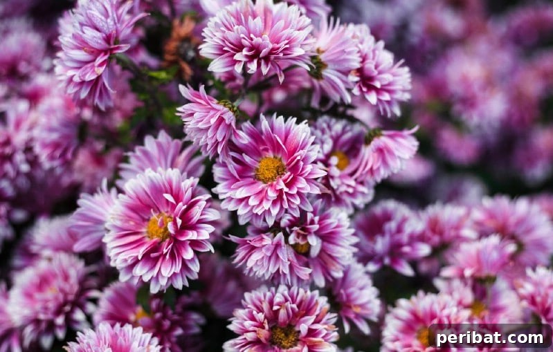 Grow Your Garden for Free: 20 Easy Plants to Start from Cuttings 11 Chrysanthemum softwood cuttings displaying young leaves