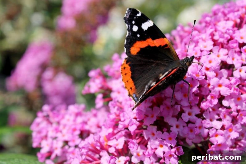 Grow Your Garden for Free: 20 Easy Plants to Start from Cuttings 15 Butterfly Bush softwood cuttings with developing leaves