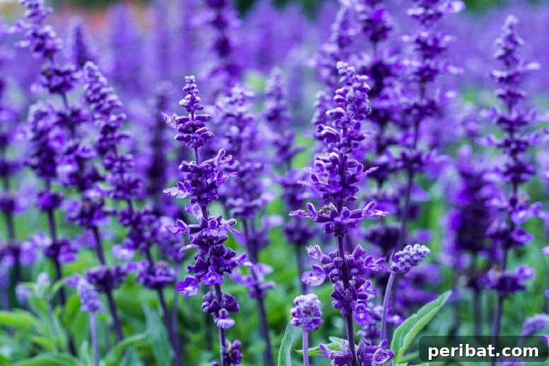 Grow Your Garden for Free: 20 Easy Plants to Start from Cuttings 16 Lavender grown from cuttings with new growth
