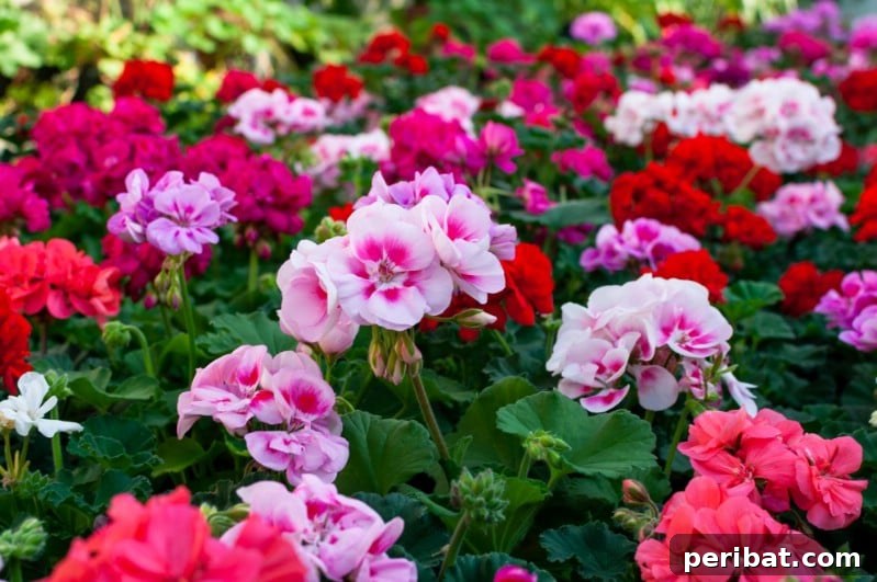 Grow Your Garden for Free: 20 Easy Plants to Start from Cuttings 17 Geraniums successfully grown from cuttings in water