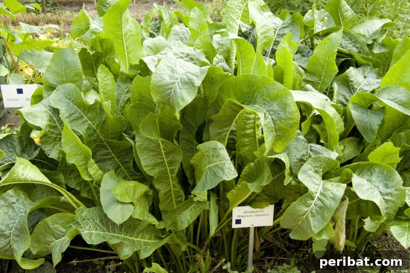 Grow Your Garden for Free: 20 Easy Plants to Start from Cuttings 18 Horseradish root sections for growing new plants