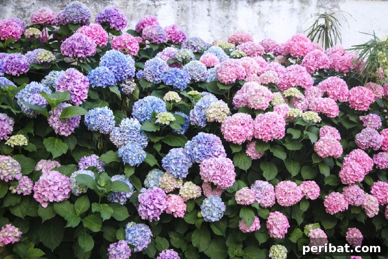 Grow Your Garden for Free: 20 Easy Plants to Start from Cuttings 19 Hydrangea softwood cuttings in pots under a cover